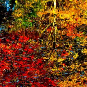 Fall Reflection